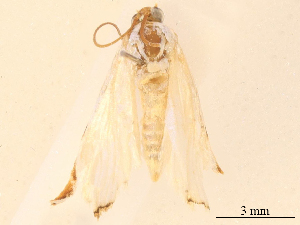  ( - CBG-B18108-G05)  @11 [ ] CreativeCommons - Attribution Share - Alike (2025) CBG Photography Group Centre for Biodiversity Genomics
