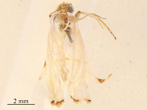  ( - CBG-B18108-G11)  @11 [ ] CreativeCommons - Attribution Share - Alike (2025) CBG Photography Group Centre for Biodiversity Genomics