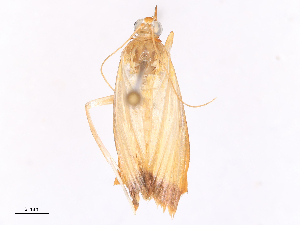  ( - CBG-B19436-A06)  @11 [ ] CreativeCommons - Attribution Share - Alike (2025) CBG Photography Group Centre for Biodiversity Genomics