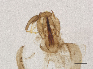  ( - CBG-A21453-F06)  @11 [ ] CreativeCommons - Attribution Share Alike (2025) CBG Photography Group Centre for Biodiversity Genomics