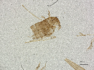  ( - CBG-A21453-F06)  @11 [ ] CreativeCommons - Attribution Share Alike (2025) CBG Photography Group Centre for Biodiversity Genomics