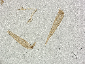  ( - CBG-A21453-F06)  @11 [ ] CreativeCommons - Attribution Share Alike (2025) CBG Photography Group Centre for Biodiversity Genomics