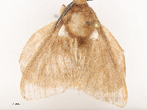  ( - CBG-A53641-F03)  @11 [ ] CreativeCommons - Attribution Share - Alike (2024) CBG Photography Group Centre for Biodiversity Genomics