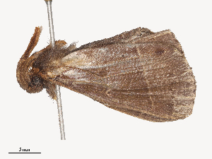  ( - CBG-A53642-A08)  @11 [ ] CreativeCommons - Attribution Share - Alike (2024) CBG Photography Group Centre for Biodiversity Genomics