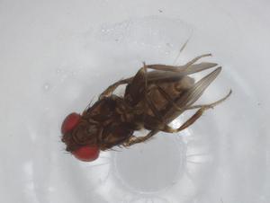  (Drosophila nigrosaltans - BIOUG99877-C02)  @11 [ ] CreativeCommons - Attribution (2023) Centre for Biodiversity Genomics Centre for Biodiversity Genomics