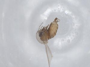  ( - CBG-A00838-F10)  @11 [ ] CreativeCommons - Attribution (2023) Centre for Biodiversity Genomics Centre for Biodiversity Genomics