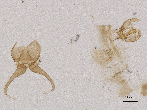  ( - CBG-A00838-F10)  @11 [ ] CreativeCommons - Attribution Share Alike (2025) CBG Photography Group Centre for Biodiversity Genomics