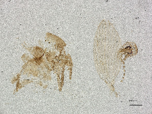  ( - CBG-A00838-F10)  @11 [ ] CreativeCommons - Attribution Share Alike (2025) CBG Photography Group Centre for Biodiversity Genomics