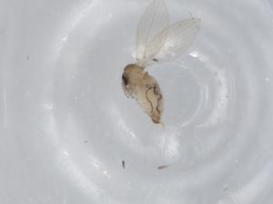  (Psychoda coniuncta - CBG-A00838-H07)  @11 [ ] CreativeCommons - Attribution (2023) Centre for Biodiversity Genomics Centre for Biodiversity Genomics