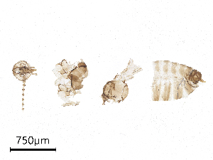  ( - CBG-A00839-C03)  @11 [ ] CreativeCommons - Attribution Share - Alike (2025) CBG Photography Group Centre for Biodiversity Genomics