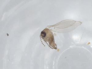  ( - CBG-A00841-A10)  @11 [ ] CreativeCommons - Attribution (2023) Centre for Biodiversity Genomics Centre for Biodiversity Genomics