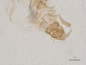  ( - CBG-A00841-D10)  @11 [ ] CreativeCommons - Attribution Share Alike (2025) CBG Photography Group Centre for Biodiversity Genomics