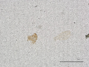  ( - CBG-A00841-D10)  @11 [ ] CreativeCommons - Attribution Share Alike (2025) CBG Photography Group Centre for Biodiversity Genomics