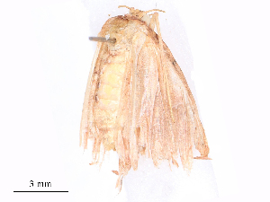  ( - CBG-B19423-C11)  @11 [ ] CreativeCommons - Attribution Share - Alike (2025) CBG Photography Group Centre for Biodiversity Genomics