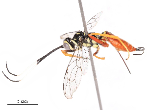  ( - CBG-B19441-A11)  @11 [ ] CreativeCommons - Attribution Share - Alike (2025) CBG Photography Group Centre for Biodiversity Genomics