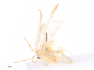  ( - CBG-B19495-G01)  @11 [ ] CreativeCommons - Attribution Share - Alike (2025) CBG Photography Group Centre for Biodiversity Genomics