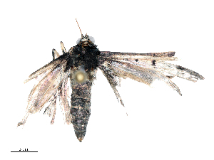  ( - CBG-B19502-D09)  @11 [ ] CreativeCommons - Attribution Share - Alike (2025) CBG Photography Group Centre for Biodiversity Genomics
