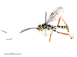  ( - CBG-B19502-G02)  @11 [ ] CreativeCommons - Attribution Share - Alike (2025) CBG Photography Group Centre for Biodiversity Genomics