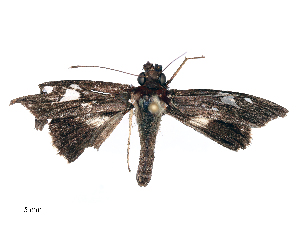  ( - CBG-B19600-A02)  @11 [ ] CreativeCommons - Attribution Share - Alike (2025) CBG Photography Group Centre for Biodiversity Genomics