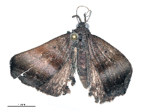  ( - CBG-B19600-G12)  @11 [ ] CreativeCommons - Attribution Share - Alike (2025) CBG Photography Group Centre for Biodiversity Genomics