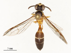  ( - CBG-B21622-A04)  @11 [ ] CreativeCommons - Attribution Share - Alike (2025) CBG Photography Group Centre for Biodiversity Genomics