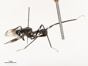  ( - CBG-B21622-D05)  @11 [ ] CreativeCommons - Attribution Share - Alike (2025) CBG Photography Group Centre for Biodiversity Genomics