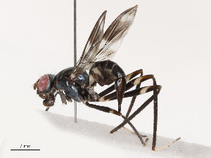 (Taeniaptera albitarsis - CBG-B21627-A03)  @11 [ ] CreativeCommons - Attribution Share - Alike (2025) CBG Photography Group Centre for Biodiversity Genomics
