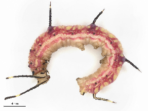  ( - CBG-B21629-H09)  @11 [ ] CreativeCommons - Attribution Share - Alike (2025) CBG Photography Group Centre for Biodiversity Genomics