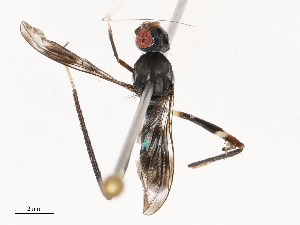  ( - CBG-B21794-B02)  @11 [ ] CreativeCommons - Attribution Share - Alike (2025) CBG Photography Group Centre for Biodiversity Genomics