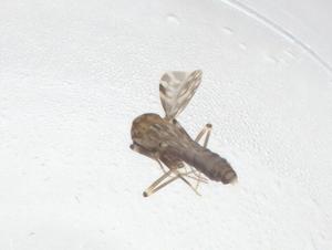  ( - CBG-B22795-B01)  @11 [ ] CreativeCommons - Attribution Share - Alike (2025) Centre for Biodiversity Genomics Centre for Biodiversity Genomics