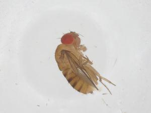  ( - CBG-B22799-D02)  @11 [ ] CreativeCommons - Attribution Share - Alike (2025) Centre for Biodiversity Genomics Centre for Biodiversity Genomics