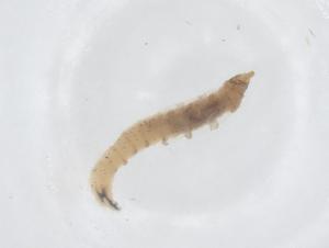  ( - CBG-B22816-E07)  @11 [ ] CreativeCommons - Attribution Share - Alike (2025) Centre for Biodiversity Genomics Centre for Biodiversity Genomics