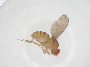  ( - CBG-B22859-E02)  @11 [ ] CreativeCommons - Attribution Share - Alike (2025) Centre for Biodiversity Genomics Centre for Biodiversity Genomics