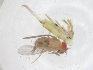  ( - CBG-B22860-G07)  @11 [ ] CreativeCommons - Attribution Share - Alike (2025) Centre for Biodiversity Genomics Centre for Biodiversity Genomics