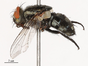  ( - CBG-B22880-H01)  @11 [ ] CreativeCommons - Attribution Share - Alike (2025) CBG Photography Group Centre for Biodiversity Genomics