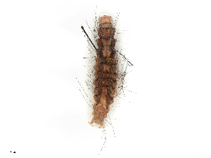  ( - CBG-B22882-H04)  @11 [ ] CreativeCommons - Attribution Share - Alike (2025) CBG Photography Group Centre for Biodiversity Genomics