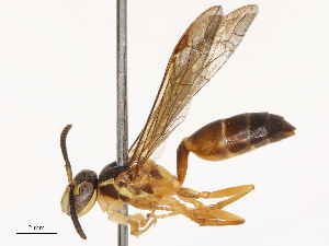  ( - CBG-B22922-C12)  @11 [ ] CreativeCommons - Attribution Share - Alike (2025) CBG Photography Group Centre for Biodiversity Genomics