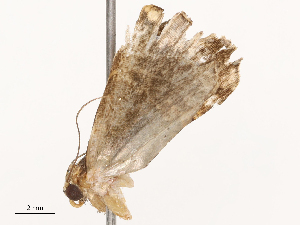  ( - CBG-B22922-E04)  @11 [ ] CreativeCommons - Attribution Share - Alike (2025) CBG Photography Group Centre for Biodiversity Genomics