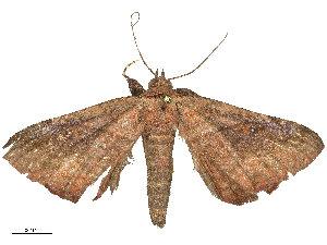  ( - CBG-B22928-D06)  @11 [ ] CreativeCommons - Attribution Share - Alike (2025) CBG Photography Group Centre for Biodiversity Genomics