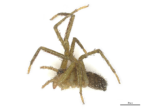  ( - CBG-B22933-H11)  @11 [ ] CreativeCommons - Attribution Share - Alike (2025) CBG Photography Group Centre for Biodiversity Genomics