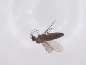  ( - CBG-B23126-C05)  @11 [ ] CreativeCommons - Attribution Share - Alike (2025) Centre for Biodiversity Genomics Centre for Biodiversity Genomics