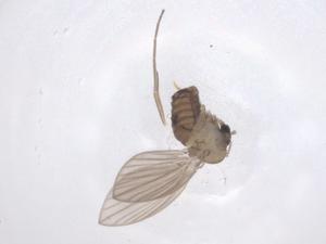  ( - CBG-B23126-D01)  @11 [ ] CreativeCommons - Attribution Share - Alike (2025) Centre for Biodiversity Genomics Centre for Biodiversity Genomics