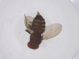  ( - CBG-B23138-B07)  @11 [ ] CreativeCommons - Attribution Share - Alike (2025) Centre for Biodiversity Genomics Centre for Biodiversity Genomics