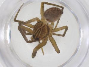  ( - CBG-B23209-G05)  @11 [ ] CreativeCommons - Attribution Share - Alike (2025) Centre for Biodiversity Genomics Centre for Biodiversity Genomics