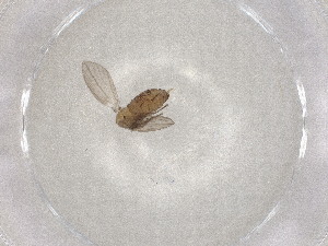  ( - BIOUG95264-C06)  @11 [ ] CreativeCommons - Attribution (2023) Centre for Biodiversity Genomics Centre for Biodiversity Genomics