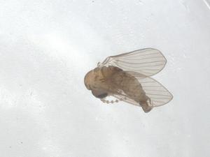  ( - BIOUG95270-A01)  @11 [ ] CreativeCommons - Attribution (2023) Centre for Biodiversity Genomics Centre for Biodiversity Genomics