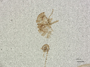  ( - BIOUG95270-A01)  @11 [ ] CreativeCommons - Attribution Share Alike (2025) CBG Photography Group Centre for Biodiversity Genomics