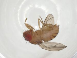  ( - BIOUG95273-A05)  @11 [ ] CreativeCommons - Attribution (2023) Centre for Biodiversity Genomics Centre for Biodiversity Genomics