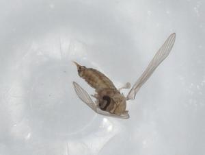  ( - BIOUG99190-F07)  @11 [ ] CreativeCommons - Attribution (2023) Centre for Biodiversity Genomics Centre for Biodiversity Genomics