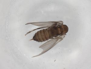  ( - BIOUG99191-C10)  @11 [ ] CreativeCommons - Attribution (2023) Centre for Biodiversity Genomics Centre for Biodiversity Genomics